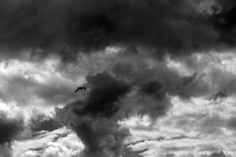 Waiting for the Storm with Gull BW Photograph by Mary Bedy