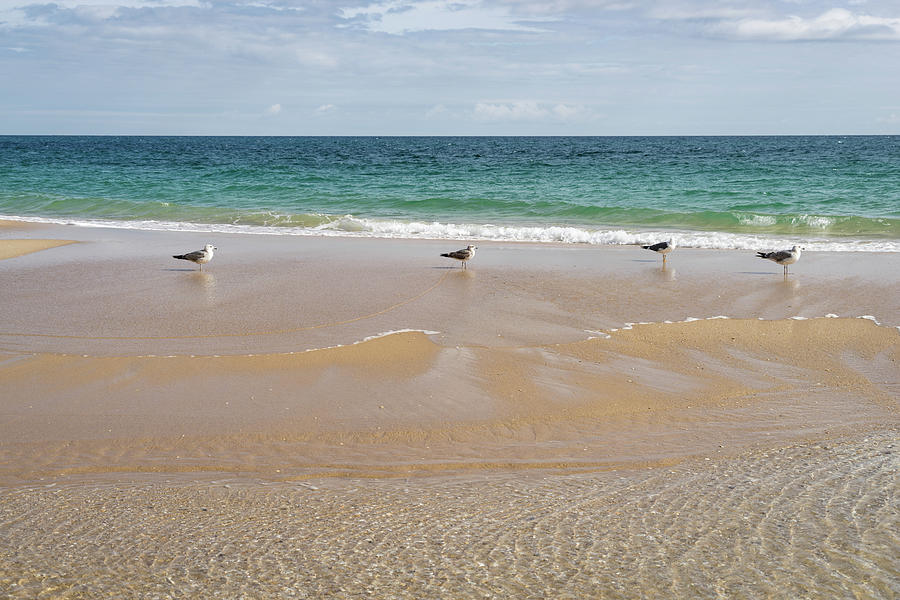 Waiting for the Tide - Layers Textures and Seagulls on Tavira Island Beach Photograph by Georgia Mizuleva