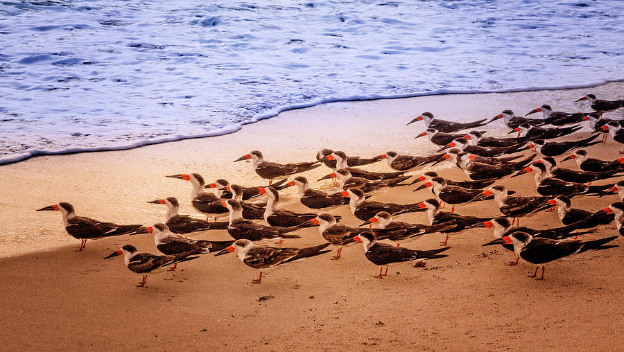 Bird Photograph - Waiting for the Wave by Debra and Dave Vanderlaan