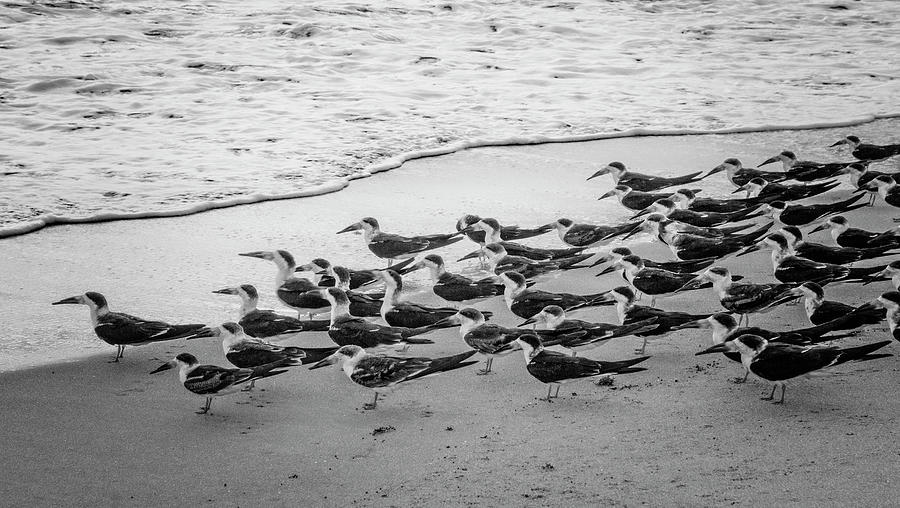 Waiting for the Wave in Black and White Photograph by Debra and Dave Vanderlaan