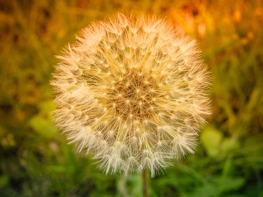 Waiting for the Wind/Blow Me Photograph by Dazz Lee Photography | Fine ...