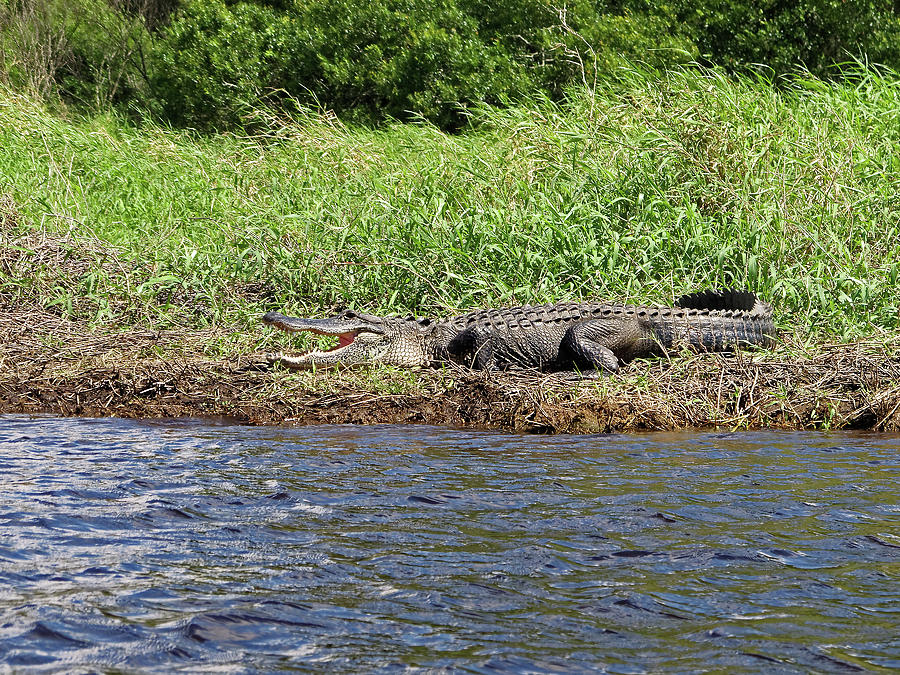 Waiting Gator Photograph by Sally Weigand