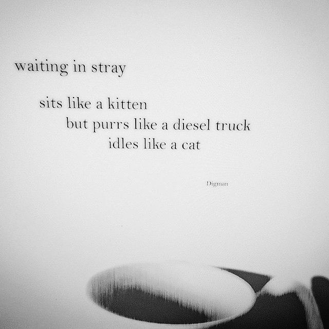 Haiku Photograph - Waiting In Stray  by Steven Digman