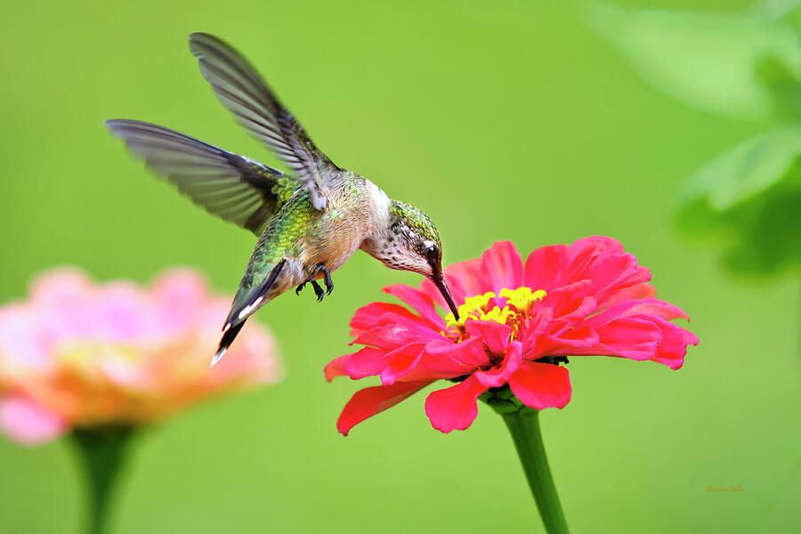Hummingbird Waiting in the Wings Photograph by Christina Rollo