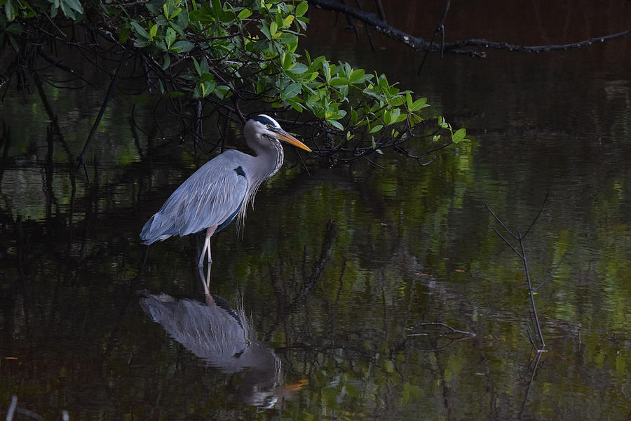 Heron Photograph - Waiting Patiently by Jim Bennight