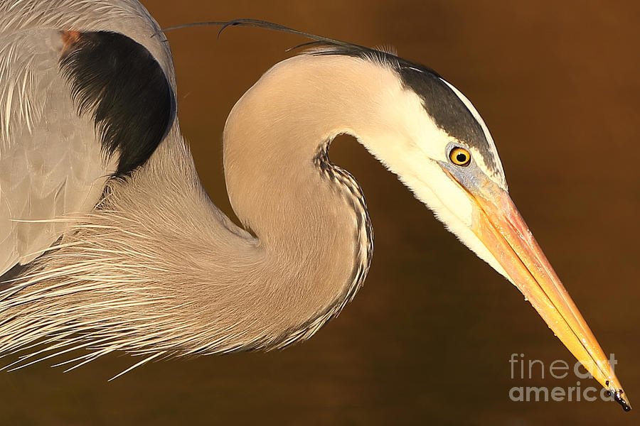 Bird Photograph - Waiting by Rick Mann Bird Photograph - Waiting by Rick Mann