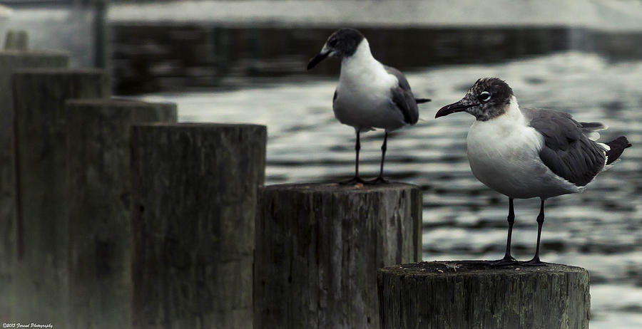 Waiting Seagulls 2 Photograph by Debra Forand