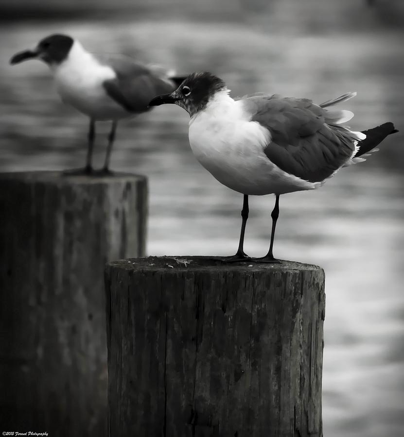 Waiting Seagulls  Photograph by Debra Forand