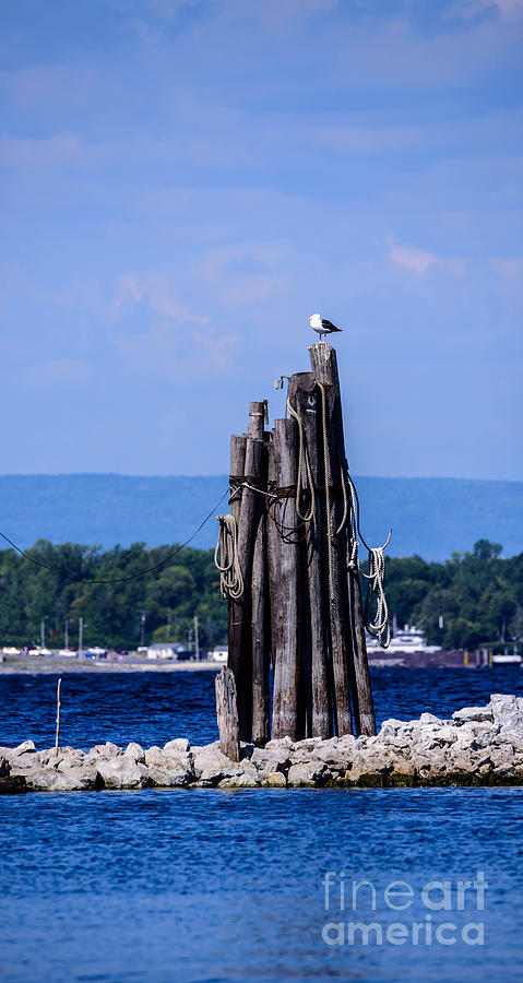 Seagull Photograph - Waiting by Sherman Perry