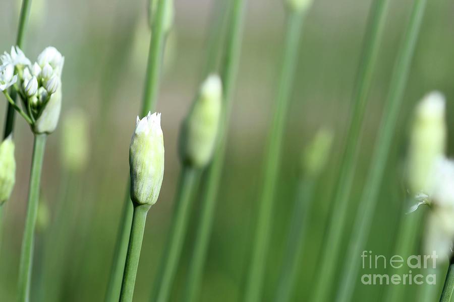 Waiting to Bloom Photograph by Jimmy Ostgard