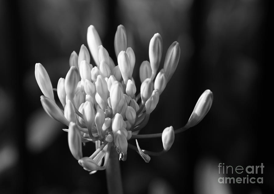Waiting To Blossom Into Beauty - bw Photograph by Linda Shafer