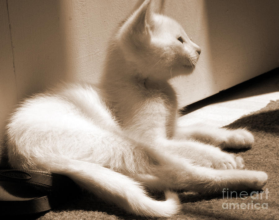 Cat Photograph - Waiting by Yvonne Willemsen