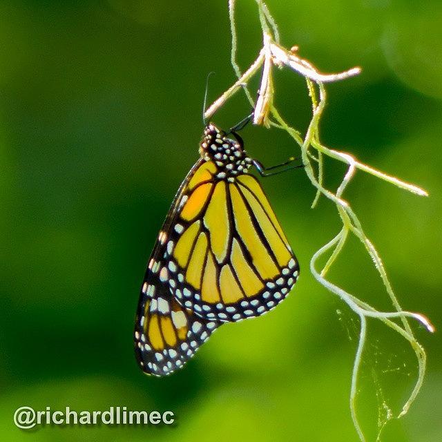 Butterfly Photograph - Waiting.
#butterfly #monarch by Richard Lim