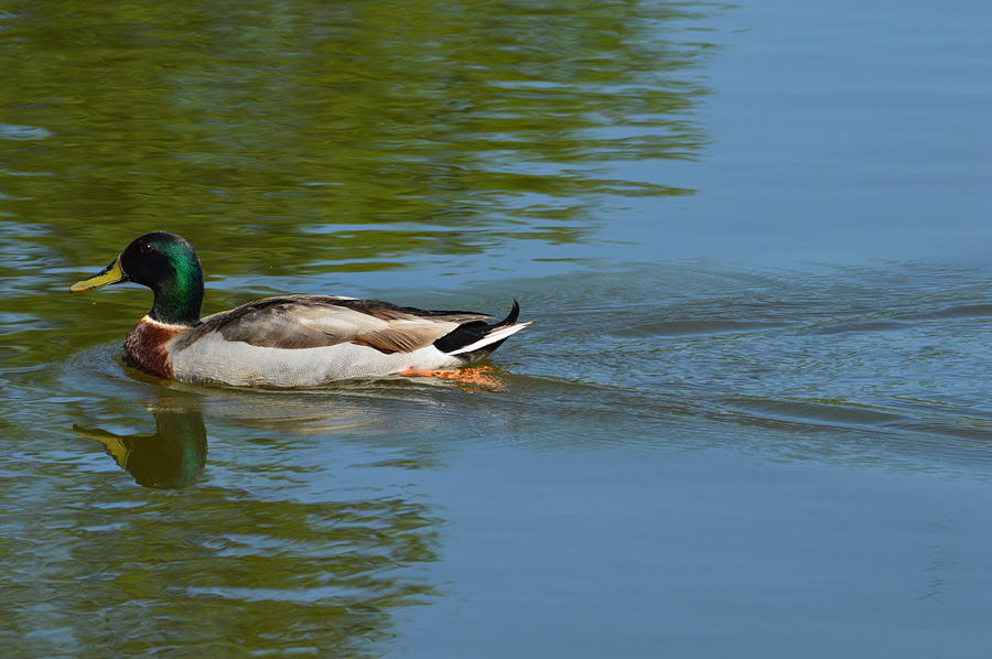 Wake up Duck Photograph by Sarah Faulkner - Pixels