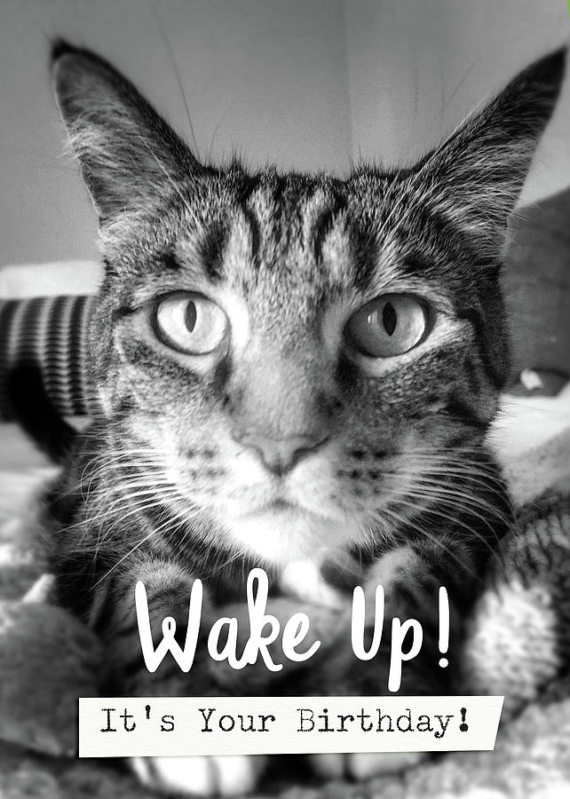 Black And White Photograph - Wake Up Its Your Birthday Cat- Art by Linda Woods by Linda Woods