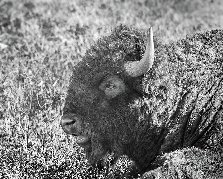 Waking Buffalo Photograph by Robert Frederick