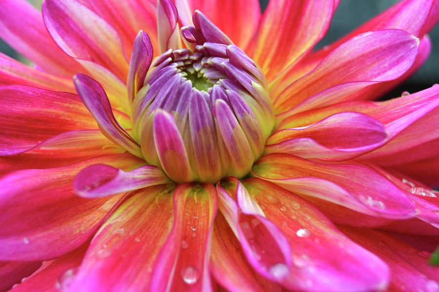 Waking flower Photograph by Meredith Byard Fine Art America