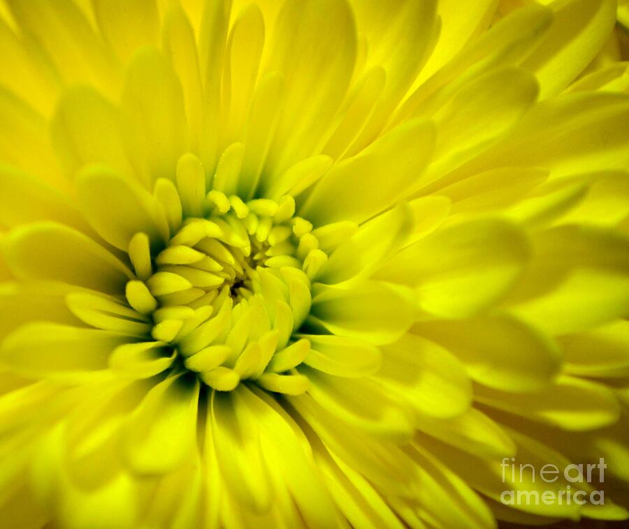 Flower Photograph - Waking To A New Day by Mary Deal