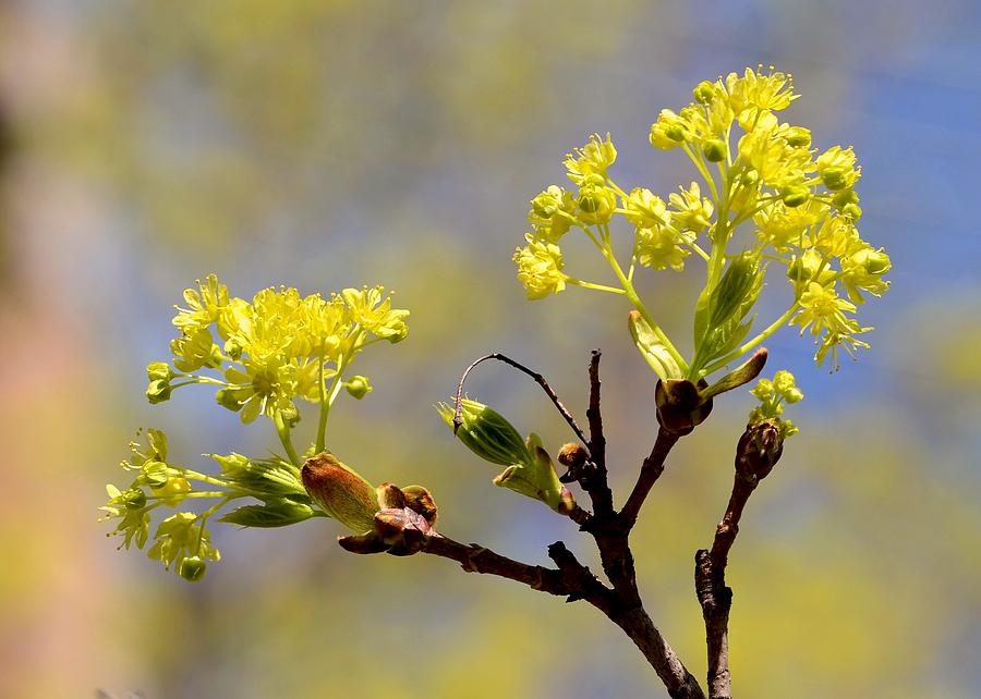 Waking Tree Photograph by Linda Wyatt - Fine Art America