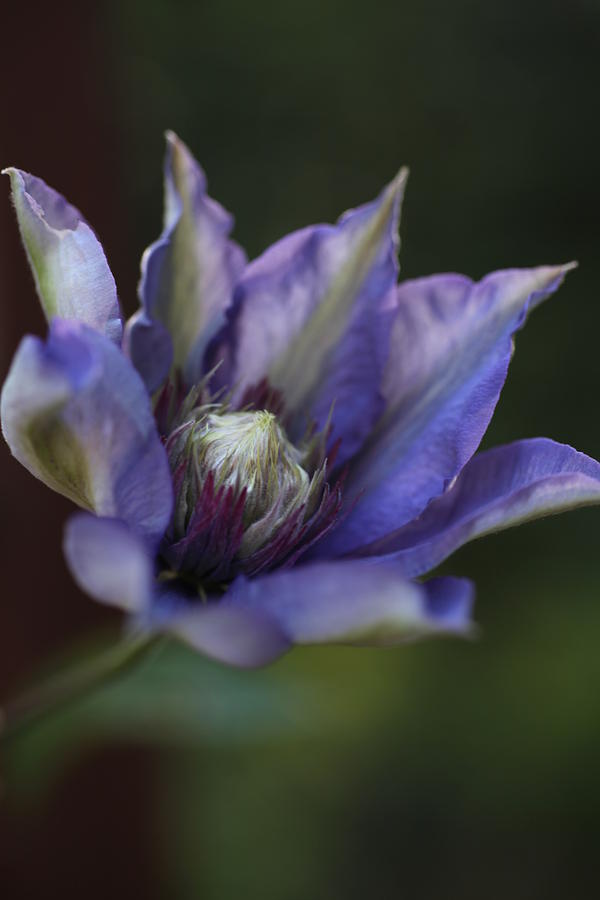 Waking Up Clematis Photograph by Tammy Pool