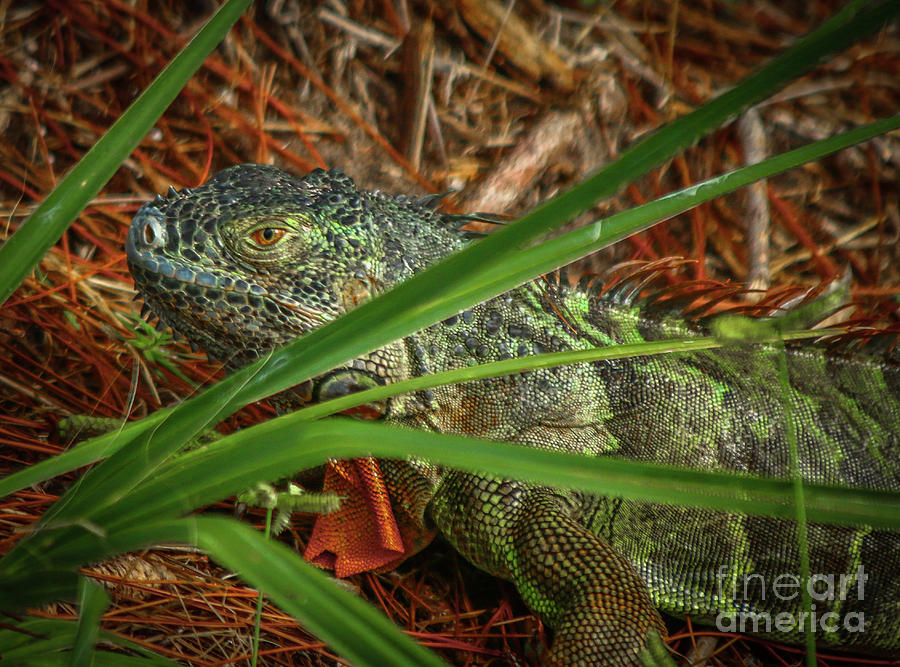 Wakodahatchee Iguana Photograph by Tom Claud