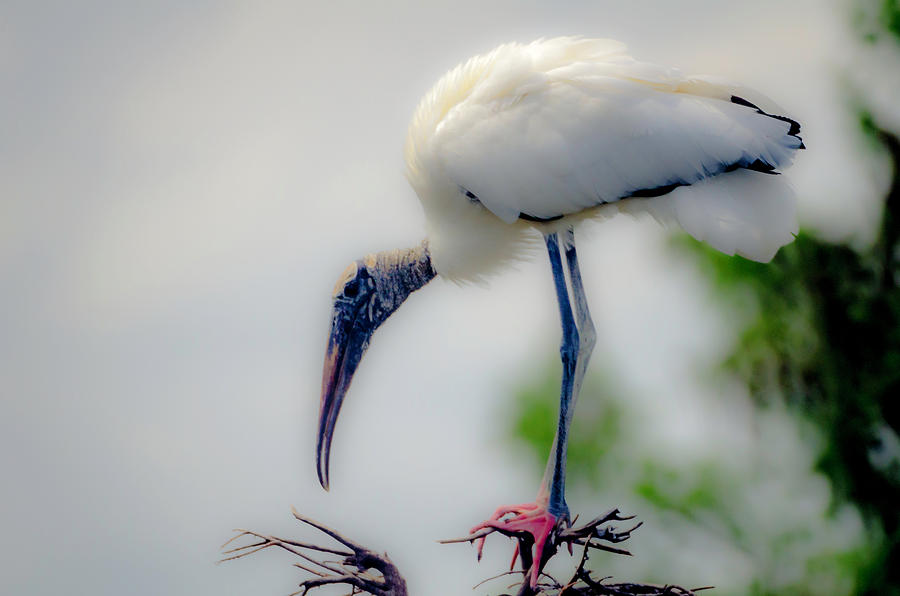 Wakodahatchee Stork Photograph by Wolfgang Stocker