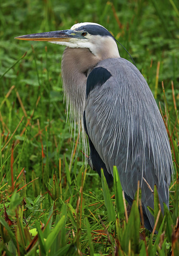 Wakodahatchee Wetlands Bird Photograph by Juergen Roth