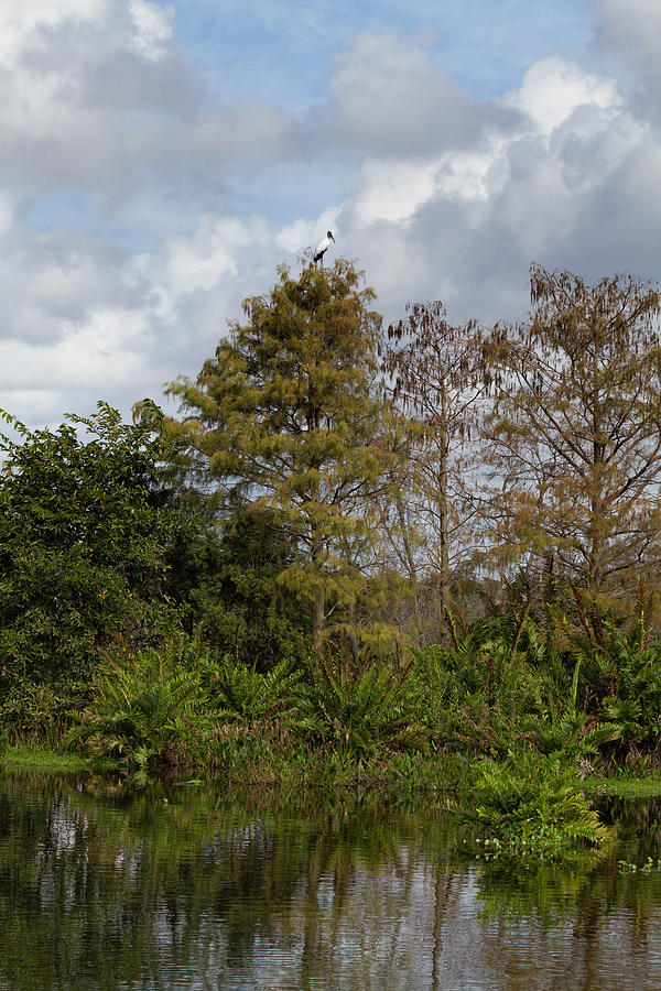 Tree Photograph - Wakodahatchee Wetlands by Kim Hojnacki