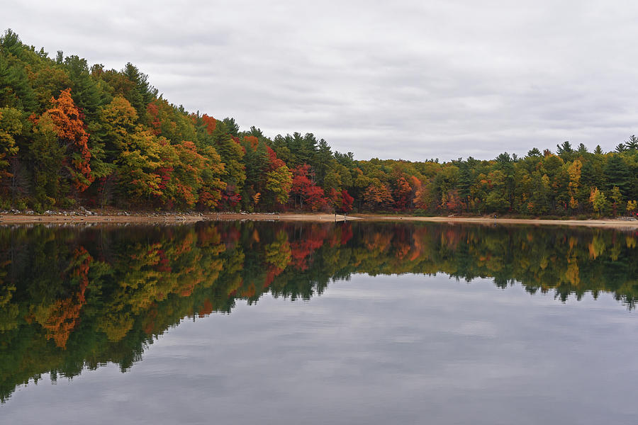 Image result for trees at walden pond