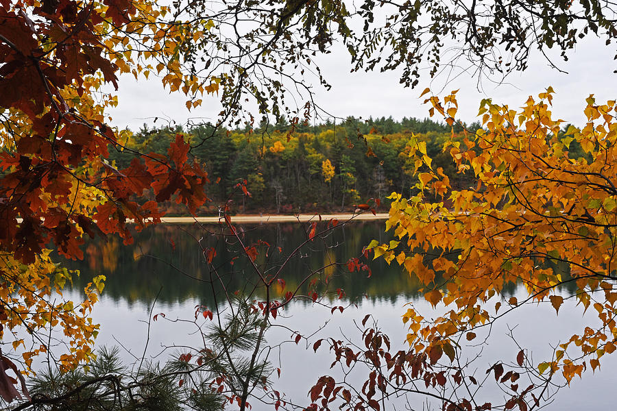 Walden Pond Fall Foliage Leaves Concord MA Photograph by Toby McGuire