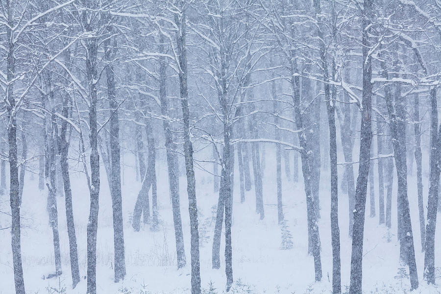 Walden Woods Snowfall Photograph by Alan L Graham