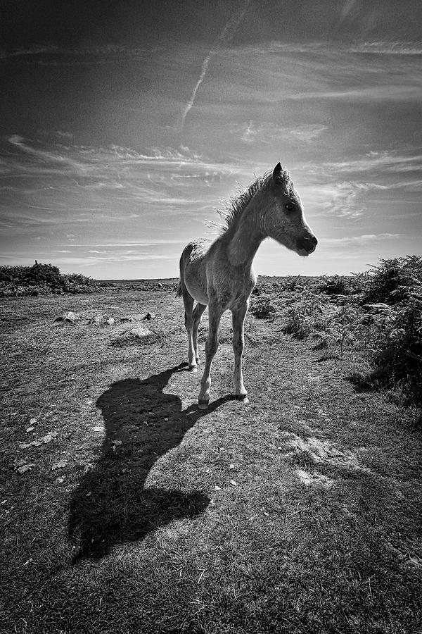 Wales UK Horse Photograph by Paul James Bannerman