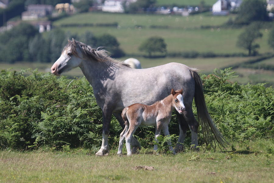 Wales UK Horses Photograph by Paul James Bannerman