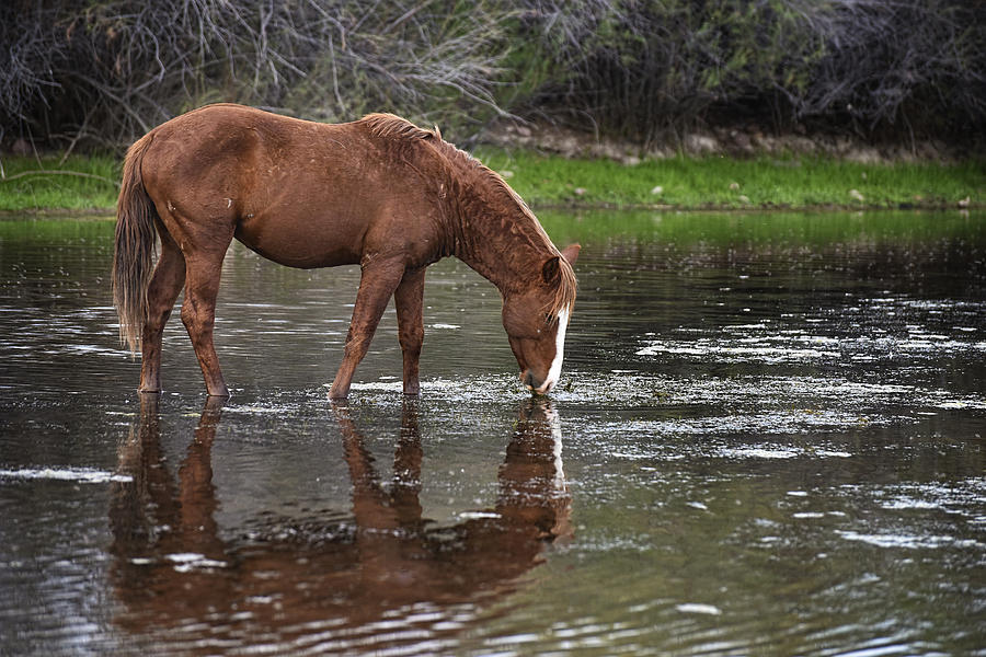 Walk horse in Salt River Photograph by Dave Dilli