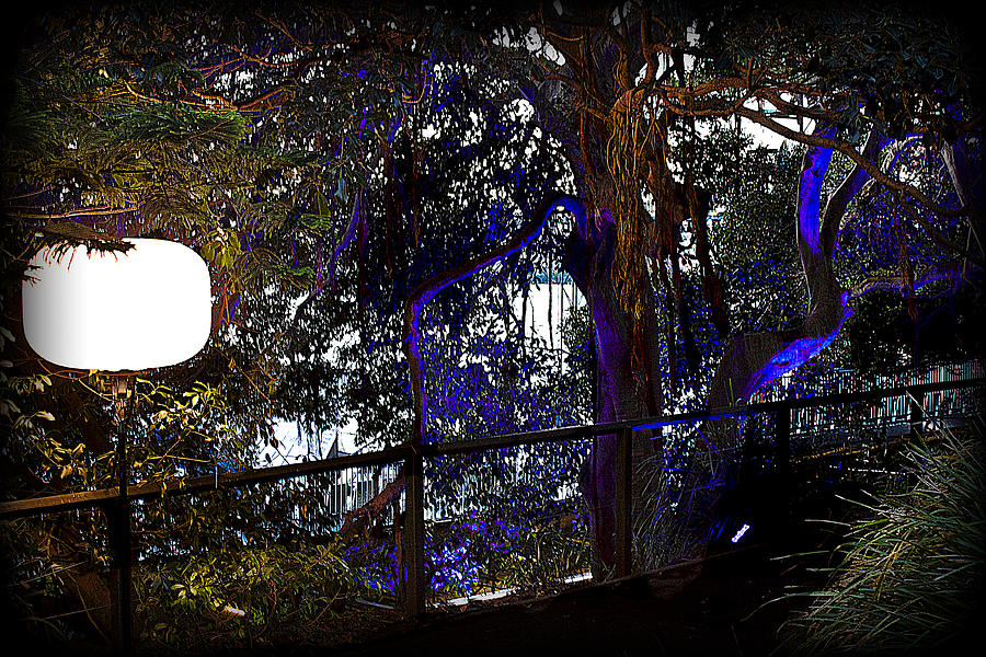 Tree Photograph - Walk In Blue Lights  by Miroslava Jurcik