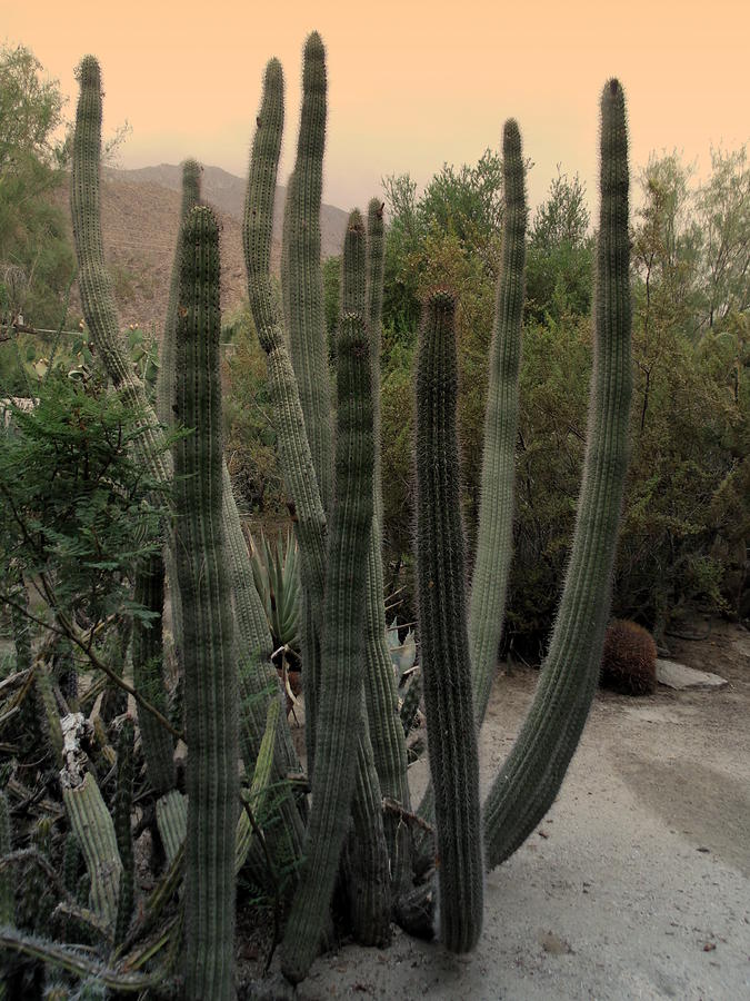 Walk in Cactus Garden in Sepia Gradient Photograph by Colleen Cornelius