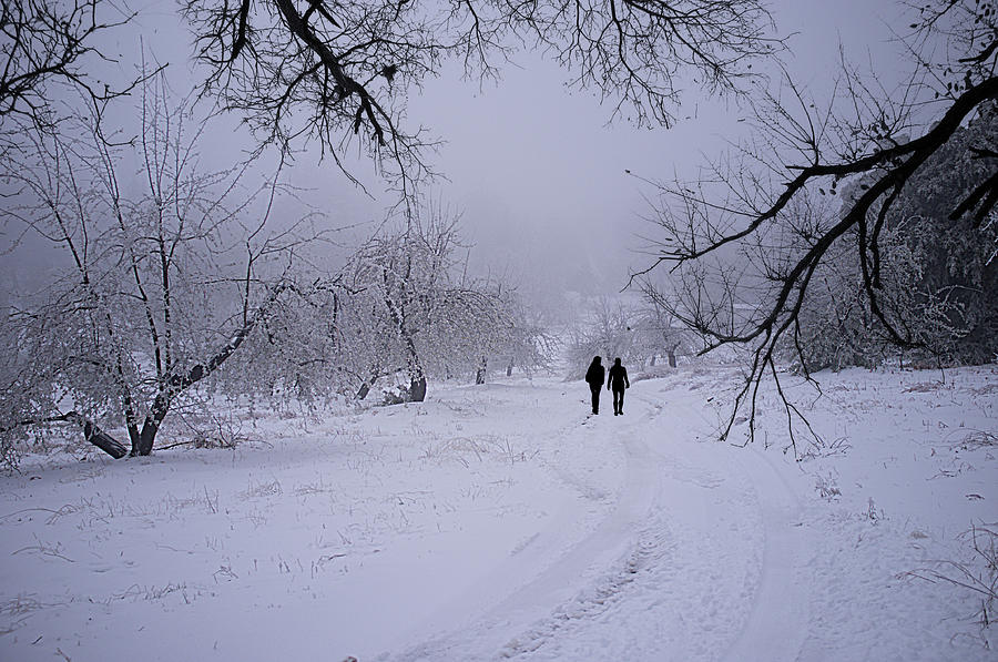 Walk in the Snow Photograph by Hugh Smith