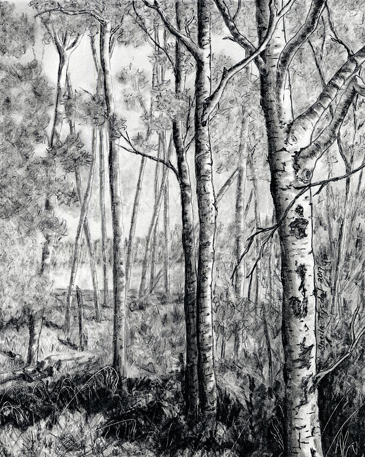 Walk in the Trees Drawing by Sheila Tysdal