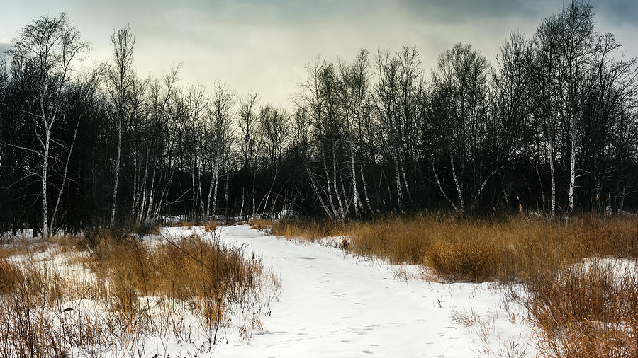 Walk in the Winter Woods Photograph by Simmie Reagor
