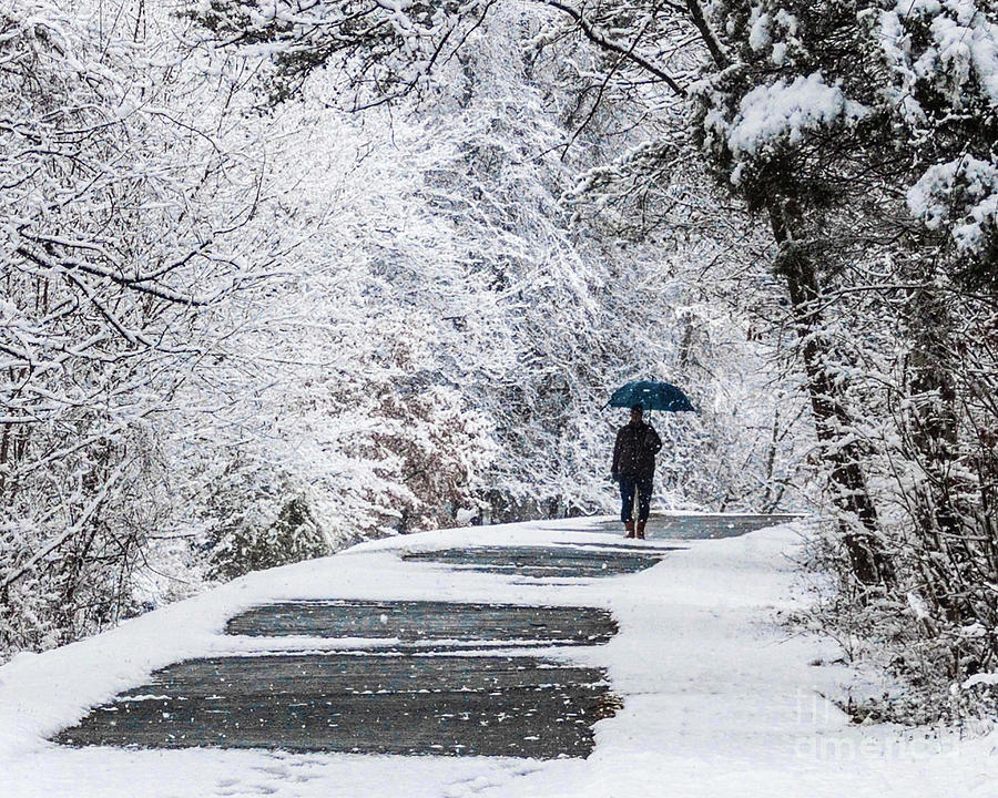 Walk in the Woods in the Snow, Gaithersburg  Photograph by Thomas Marchessault
