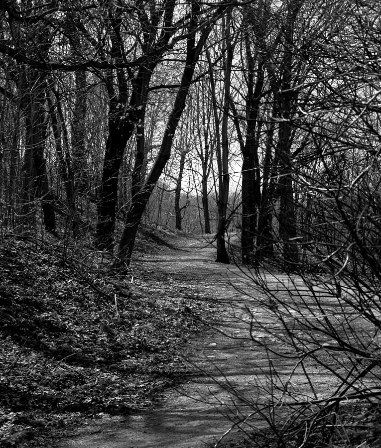 Walk In The Woods Photograph by Randy Mayer - Fine Art America