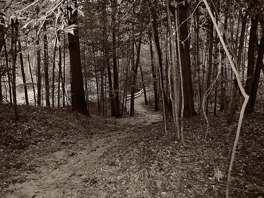Walk in the Woods Photograph by Scott Hovind