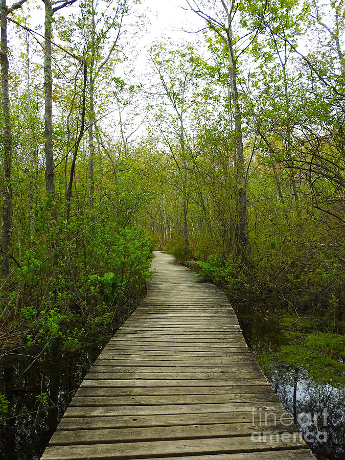 Walk in the Woods - Vertical Photograph by Beth Myer Photography