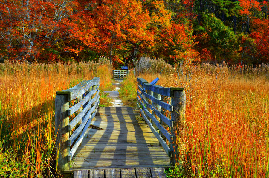 Walk Into Fall Photograph by Dianne Cowen Cape Cod Photography