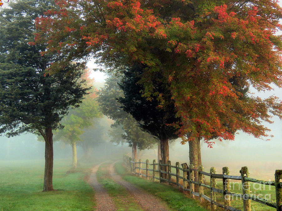 Walk into the Fog Photograph by Janice Drew
