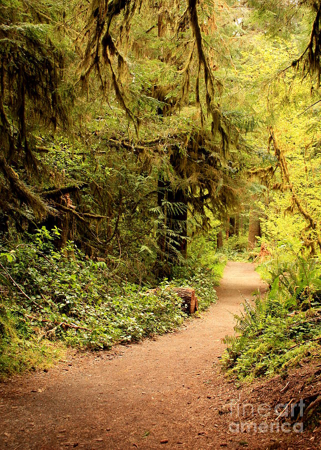 Olympic National Park Photograph - Walk Into the Forest by Carol Groenen