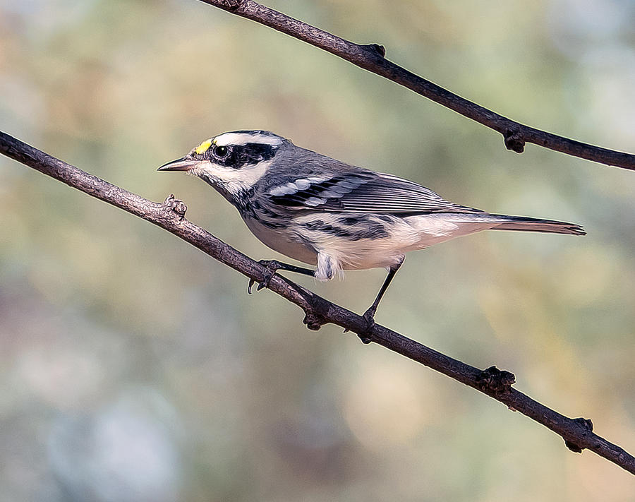 Black-Throated Gray Warbler Photograph by Tam Ryan