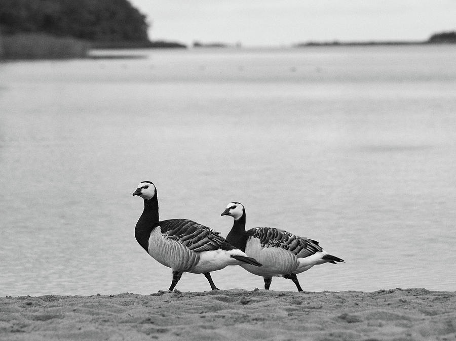Walk on the Beach. Barnacle goose Photograph by Jouko Lehto