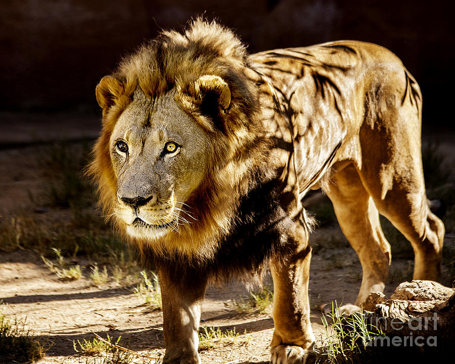Los Angeles Zoo Photograph - Walk On The Wild Side by Jerry Cowart