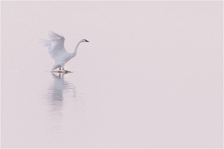 Walk on Water Photograph by Allen Ahner